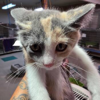 Lydia -  Domestic Short Hair Cat for Adoption in Leander, Texas - Lydia | PetCurious
