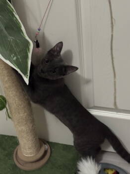 Rescue Domestic Short Hair Cats for Adoption in Glendale, Arizona - Reggie | PetCurious