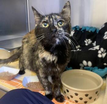 Maki -  Domestic Medium Hair Cat for Adoption in Oakland, California - Maki | PetCurious