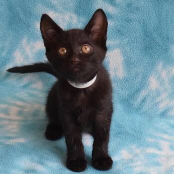 Diesel -  Domestic Short Hair Cat for Adoption in Eureka, California - Diesel | PetCurious