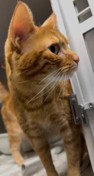 Fergus -  Domestic Short Hair Cat for Adoption in Osseo, Michigan - Fergus | PetCurious