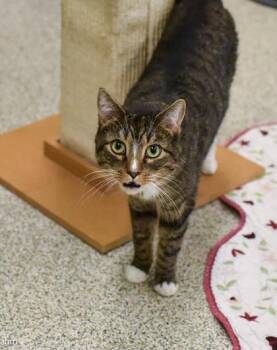 Rescue Domestic Short Hair Cats for Adoption in Reisterstown, Maryland - Oscar | PetCurious