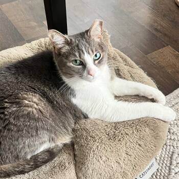 Mixi -  Domestic Short Hair Cat Available for Adoption in Weehawken Township, New Jersey - Mixi | PetCurious