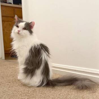 Domestic Long Hair Cats Available for Adoption - Betty | PetCurious