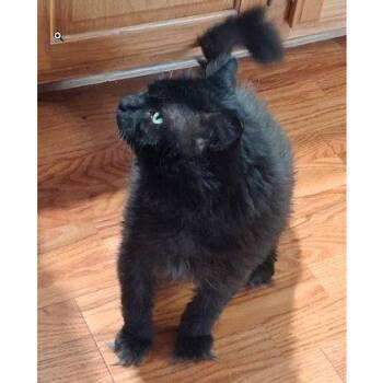 Samson Tremont -  Domestic Long Hair and Domestic Short Hair Cat for Adoption in Hudson, Massachusetts - Samson Tremont | PetCurious