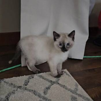Nova -  Siamese Cat for Adoption in Ferndale, Washington - Nova | PetCurious