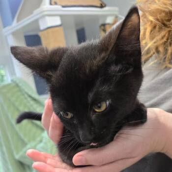 Muffy -  Domestic Short Hair Cat for Adoption in Kennebunk, Maine - Muffy | PetCurious