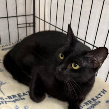 Licorice -  Domestic Short Hair Cat for Adoption in Normal, Illinois - Licorice | PetCurious