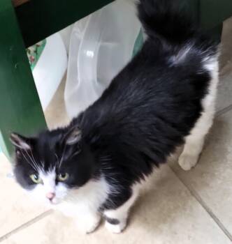 Buttons -  Maine Coon and Domestic Long Hair Cat Available for Adoption in Paris, Kentucky - Buttons | PetCurious