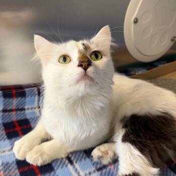 Meowzarella -  Domestic Long Hair Cat for Adoption in Martinsville, Virginia - Meowzarella | PetCurious