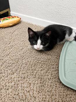 Domestic Short Hair Cats Available for Adoption in Rio Linda, California - Fred | PetCurious