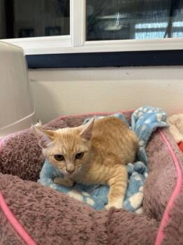 Parmesan -  Tabby Cat for Adoption in Newberg, Oregon - Parmesan | PetCurious