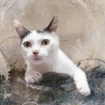 Rescue Domestic Short Hair Cats for Adoption in Belton, Missouri - Nube | PetCurious