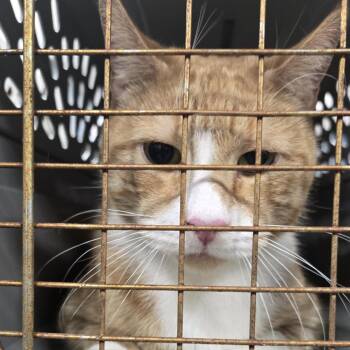 Domestic Short Hair Cats Available for Adoption in Newark, New Jersey - Palomo | PetCurious