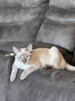 Rip - Playful Young Kitty -  Siamese and Domestic Short Hair Cat for Adoption in Kirkland, Washington - Rip - Playful Young Kitty | PetCurious