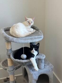 Domestic Short Hair Cats Available for Adoption - Pasquale & White Fella ( Bonded Pair) | PetCurious
