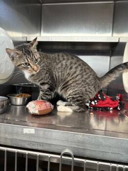 Rescue Domestic Short Hair Cats for Adoption in Beatrice, Nebraska - Trix | PetCurious