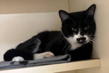 Domestic Short Hair Cats Available for Adoption in Hastings, Michigan - PASTACHIO | PetCurious