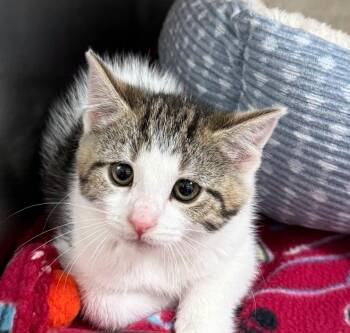 Jennifer Aniston -  Domestic Short Hair Cat for Adoption in Hornell, New York - Jennifer Aniston | PetCurious