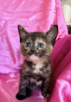 MINA -  Domestic Short Hair Cat for Adoption in Rowland Heights, California - MINA | PetCurious