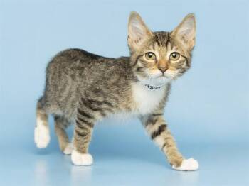 TINY -  Domestic Short Hair Cat for Adoption in Phoenix, Arizona - TINY | PetCurious