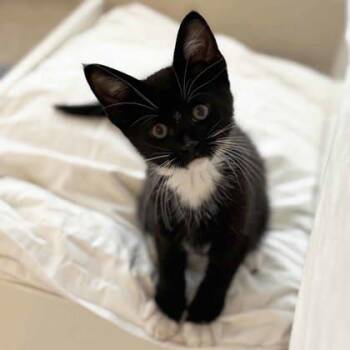 Cornelius -  Domestic Short Hair Cat for Adoption in Atlanta, Georgia - Cornelius | PetCurious