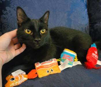 Rescue Domestic Short Hair Cats for Adoption in Ellijay, Georgia - Poppy | PetCurious