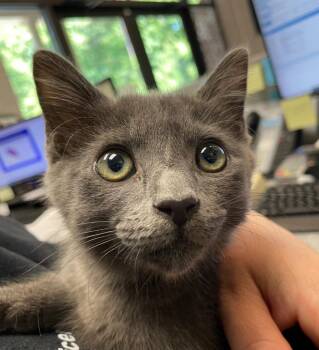 S-1814-25 -  Domestic Short Hair Cat for Adoption in Henderson, North Carolina - S-1814-25 | PetCurious