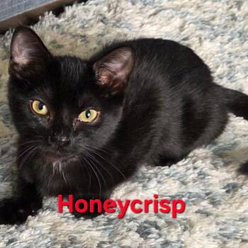 Honeycrisp -  Domestic Short Hair Cat for Adoption in Buffalo, New York - Honeycrisp | PetCurious