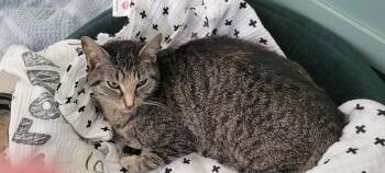 American Shorthair Cats Available for Adoption in Roanoke, Alabama - Willow | PetCurious