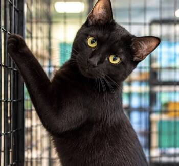 DORA -  Domestic Short Hair Cat for Adoption in Margate, Florida - DORA | PetCurious
