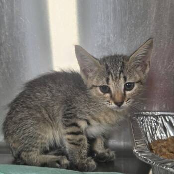 Milkdud -  Domestic Short Hair Cat for Adoption in Pauls Valley, Oklahoma - Milkdud | PetCurious