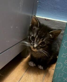 Stripes -  Domestic Short Hair Cat for Adoption in Olean, New York - Stripes | PetCurious