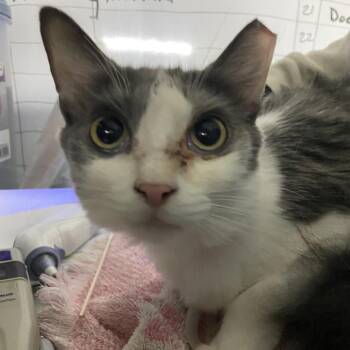 Ally -  Domestic Short Hair Cat for Adoption in Lakeland, Florida - Ally | PetCurious