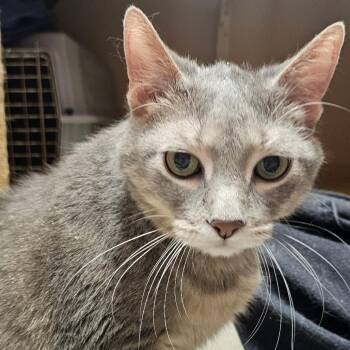 Domestic Short Hair Cats Available for Adoption in Wheeling, Illinois - Gambler | PetCurious
