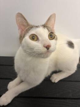 Domestic Short Hair Cats Available for Adoption in West Chester, Pennsylvania - Miracle | PetCurious