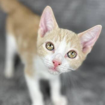 Bondo - Andrea foster -  Domestic Short Hair Cat for Adoption in Social Circle, Georgia - Bondo - Andrea Foster | PetCurious