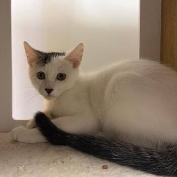 Domestic Short Hair Cats Available for Adoption in Morristown, Vermont - Yoshi | PetCurious