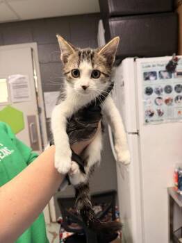 Domestic Short Hair Cats Available for Adoption - Bailey | PetCurious