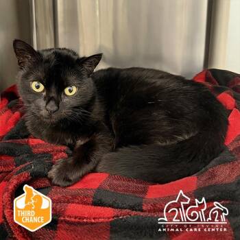 Domestic Short Hair Cats Available for Adoption in Irvine, California - JACKIE | PetCurious