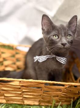 Erling-Transport -  Domestic Short Hair Cat for Adoption in Gradyville, Kentucky - Erling-Transport | PetCurious