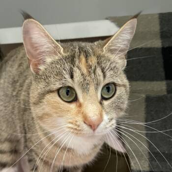 Domestic Short Hair Cats Available for Adoption in Enfield, New Hampshire - Cheshire | PetCurious