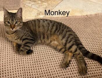 Domestic Short Hair Cats Available for Adoption - Monkey | PetCurious