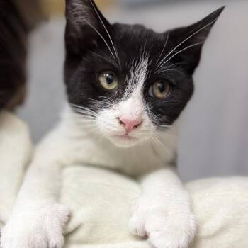 Smith -  Extra Toes Cat Hemingway Polydactyl Cat for Adoption in Long Beach, California - Smith | PetCurious