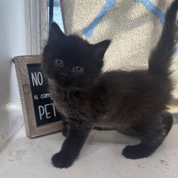 Domestic Short Hair Cats Available for Adoption in Springtown, Texas - Rogue(fluffy) | PetCurious