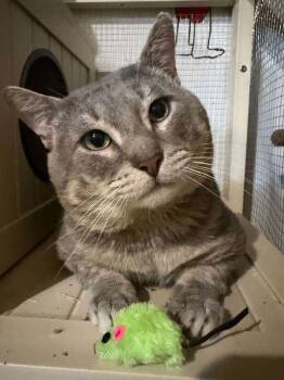Mr. Mao -  Domestic Short Hair Cat for Adoption in New York, New York - Mr. Mao | PetCurious