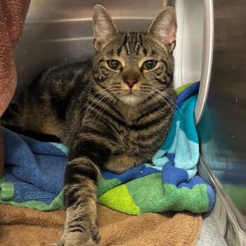 Hena -  Domestic Short Hair Cat for Adoption in Pittsburgh, Pennsylvania - Hena | PetCurious