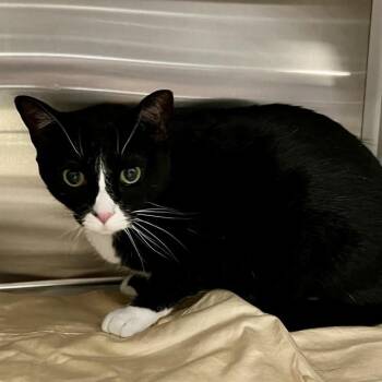 FRESCA -  Domestic Short Hair Cat Available for Adoption in St. Louis, Missouri - FRESCA | PetCurious