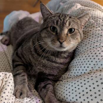 Vic -  Domestic Short Hair Cat for Adoption in Lynchburg, Virginia - Vic | PetCurious