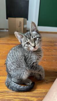 Domestic Short Hair Cats Available for Adoption in Nashville, Tennessee - Sonic | PetCurious